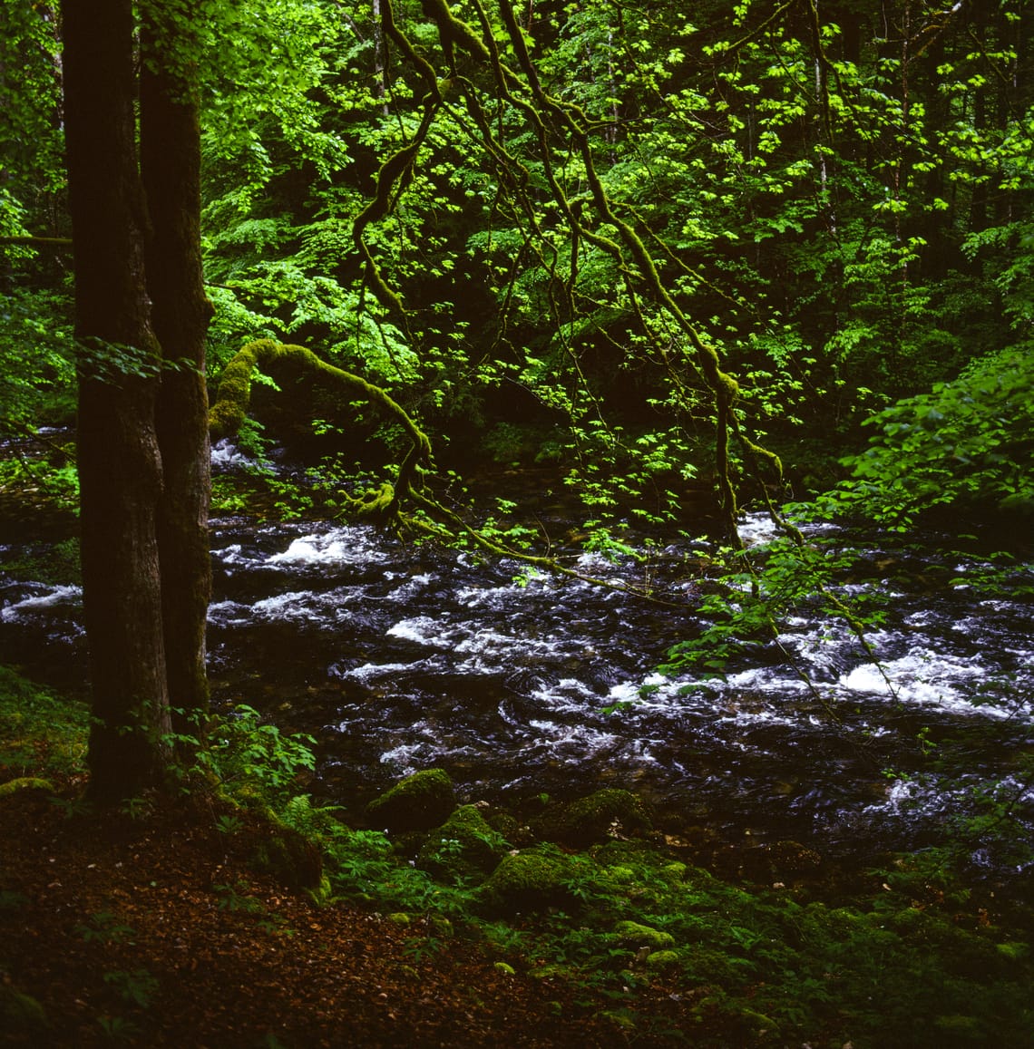 Forest
