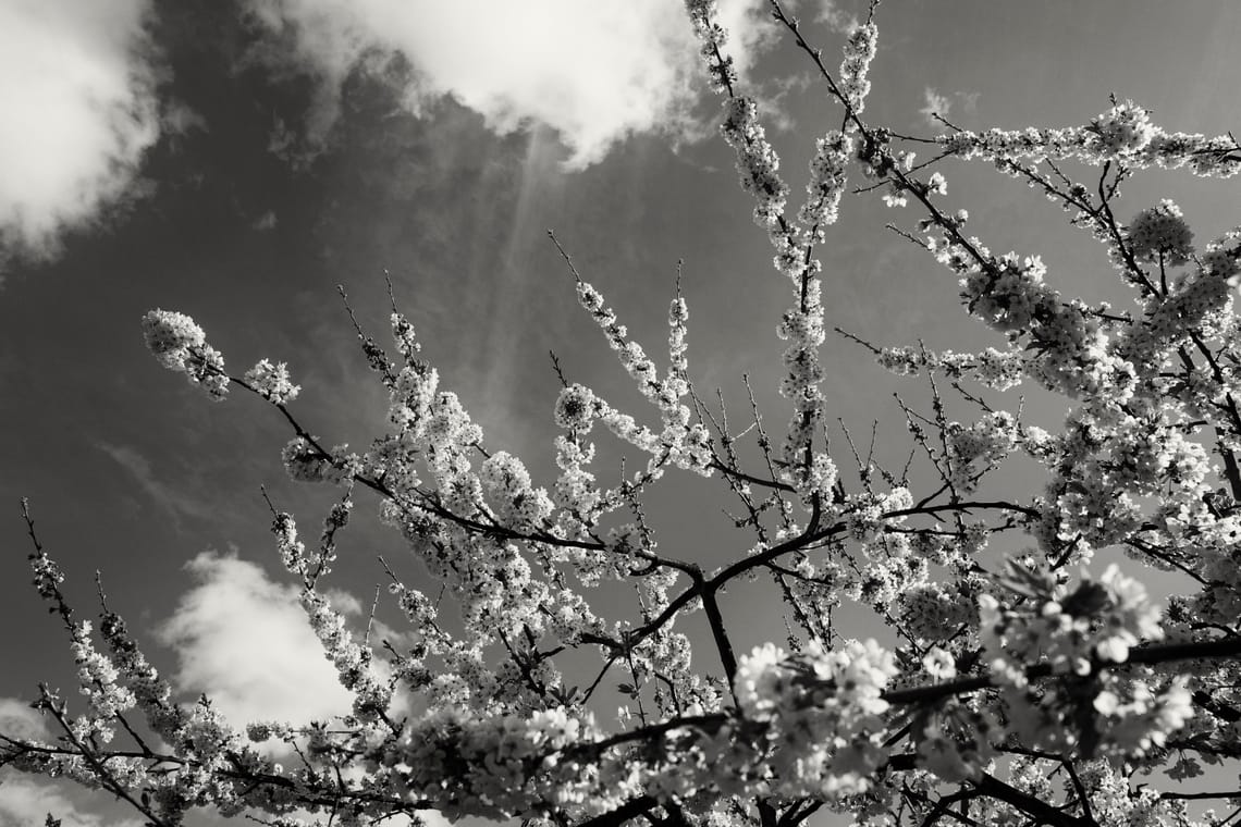 Cherry Blossom