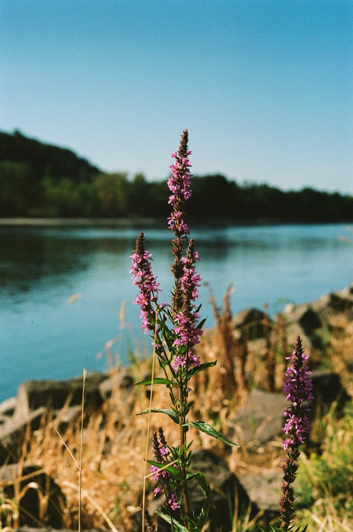 Flower II