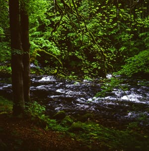 Forest