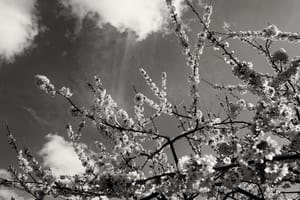 Cherry Blossom