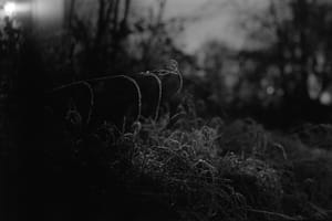 Frozen Grass